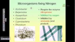 Nitrogen cycle [upl. by Aicirtel]