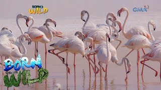 Born to be Wild The life of greater flamingos [upl. by Ecile]