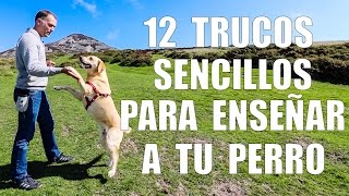 Adiestramiento Canino  12 TRUCOS para Enseñar a tu Perro [upl. by Eiramalegna]