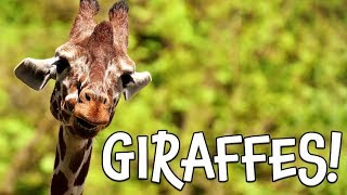 Giraffes Learn about Giraffes for Kids [upl. by Nimzaj]