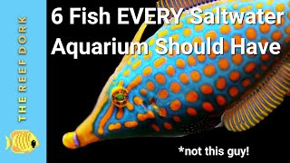 6 Easy Fish EVERY Marine Tank Should Have [upl. by Anabahs]