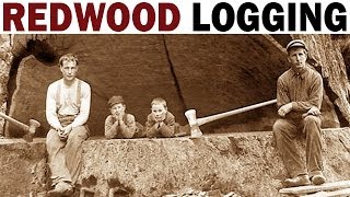 Redwood Logging  1946  Documentary on the Giant Redwood Lumber Industry in California [upl. by Burchett968]