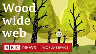 How trees secretly talk to each other  BBC World Service [upl. by Jada]