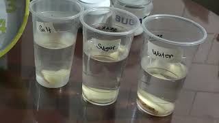 Potato Osmosis Experiment [upl. by Ameyn]