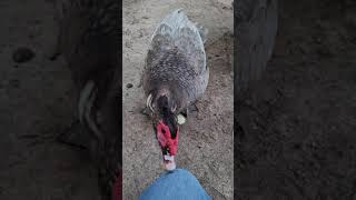 Sound of a Male Muscovy Duck [upl. by Pietra505]