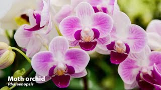 How to Grow Orchids  Mitre 10 Easy As Garden [upl. by Hands292]