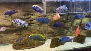 African Cichlid Tank Setup  Water Quality MUST WATCH [upl. by Aidualc]