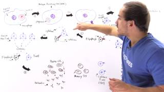 Activation of Lymphocytes [upl. by Maiocco]