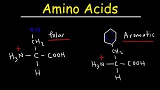 Introduction to Amino Acids [upl. by Rosalinda544]