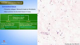 Histology of Areolar Connective tissue  Shotgun Histology [upl. by Annairoc]