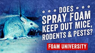 Does Spray Foam Keep out Mice Rodents and Pests  Foam University [upl. by Rosena]