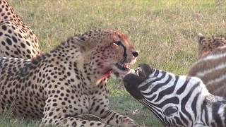 Cheetahs eating a zebra [upl. by Uon]