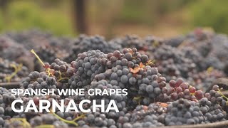 Spanish Wine Grapes Garnacha [upl. by Hannavahs305]