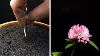 Growing Red Clover Time Lapse  Seed To Flower in 41 Days [upl. by Nylsirk]