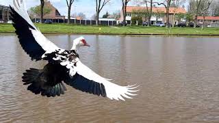 muscovy ducks fly [upl. by Ynaffyt]