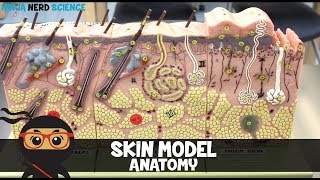 Integumentary System  Skin Model Anatomy [upl. by Asher]