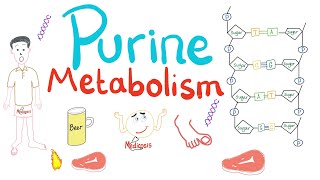 Purine Metabolism De Novo Salvage Degradation Uric Acid [upl. by Dory]