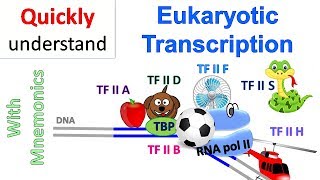 Eukaryotic Transcription [upl. by Anitserp767]