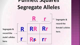 BioLect Punnett Squares P F1 amp F2 generations [upl. by Nylrats]