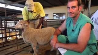 Sheep Intramuscular injection technique [upl. by Karie]