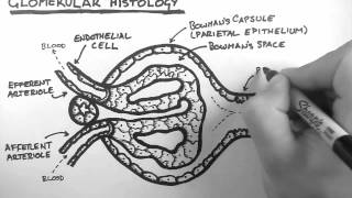 Renal Anatomy 3  Glomerular Histology [upl. by Elbertina457]