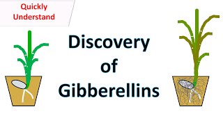 Discovery of Gibberellins [upl. by Anett]