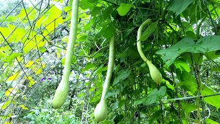 Zucchino Rampticante  Tromboncino Squash The most versatile and beautiful squash [upl. by Loredo119]