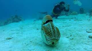 Palau Chambered Nautilus [upl. by Nroht832]