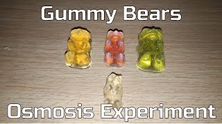 How to make Gummy Bears Osmosis Experiment [upl. by Ynned]