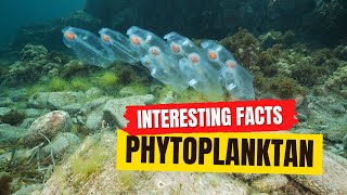 Phytoplankton Facts [upl. by Enilehcim]