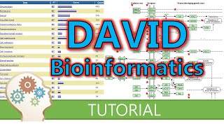 How to use DAVID for functional annotation of genes [upl. by Fiel]