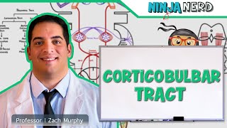 Neurology  Descending Tracts Corticobulbar Tract [upl. by Ahsac548]