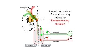 Ascending somatosensory pathways [upl. by Ahsekel]