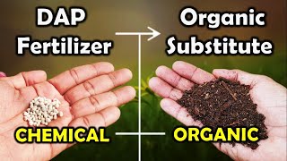 What is dap fertilizer DAP [upl. by Ahsinid102]