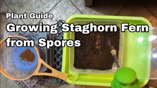 Growing Staghorn from Spore  Ep06 [upl. by Ettenahc]