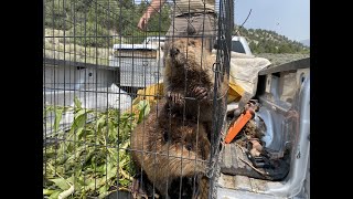 Beaver Release to Heal Degraded Western Streams [upl. by Acirrej269]