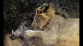 The Serengeti Lion  PredatorPrey Relations Wildlife Nat Geo [upl. by Arin]