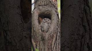 Eastern Screech Owl Sounds [upl. by Eveline636]