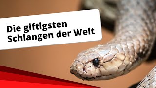 Top10 Die giftigsten Schlangen der Welt [upl. by Trauner181]