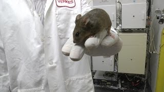 Mice Can Inherit Learned Sensitivity to Smell [upl. by Glory]