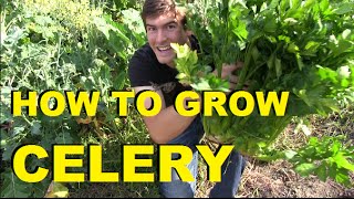 How to Grow Celery  Complete Growing Guide [upl. by Amihc]