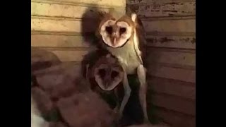 Creepy Owls  Nightmare Fuel  Texas Creatures  Lechuza [upl. by Ylagam429]