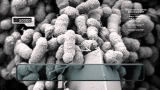 MICROMUNDOS  Bacteria Azospirillum [upl. by Willmert]