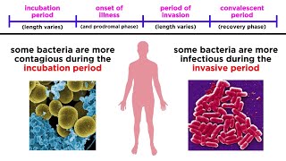 Bacterial Infections in Humans [upl. by Kieryt]