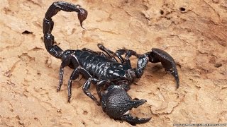 All about scorpions [upl. by Naveb590]