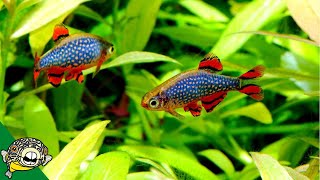 FUN Ideas for your 20 gallon Fish Tank [upl. by Joye165]