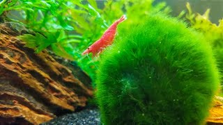 How to Keep Marimo Moss Balls in Your Aquarium [upl. by Lindon237]