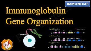 Immunoglobulin Gene Organization FLImmuno43 [upl. by Gladys]