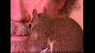 Bob Ross with Peapod the Pocket Squirrel [upl. by Ajet]