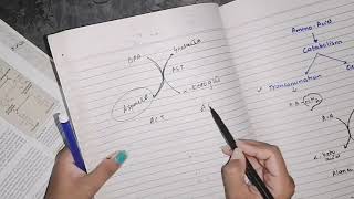 Transamination amino acid Catabolism biochemistry [upl. by Fira406]